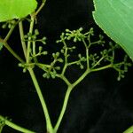 Parthenocissus semicordata Elinympäristö