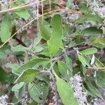 Bystropogon origanifolius Leaf