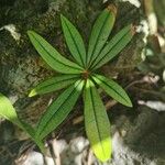 Erythroxylum laurifolium Leaf