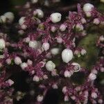 Urera baccifera Fruto
