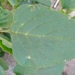 Amaranthus spinosus Folha