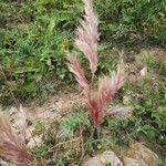 Bromus rubens ফল