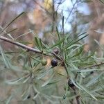 Rhamnus lycioides Fruit