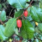 Elaeagnus pungens Fruit