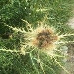 Cirsium spinosissimum Fruit