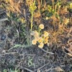 Erigeron bonariensisFlower