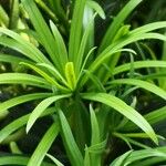 Podocarpus macrophyllus Levél