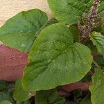 Amaranthus blitum Annet