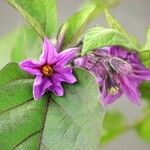 Solanum melongena Λουλούδι