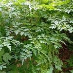 Bidens bipinnata Leaf