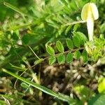 Vicia hybrida 葉