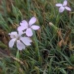 Dianthus pyrenaicusFlower