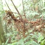 Triplophyllum pilosissimum Arall