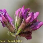 Oxytropis lapponica फूल