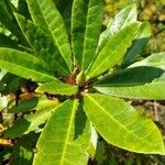 Rhododendron ponticumHoja