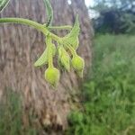 Abutilon hirtum Muu