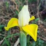 Iris orientalis Flower