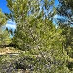 Pinus halepensis Port