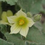 Ecballium elaterium Flower