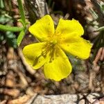 Fumana ericoides Flower