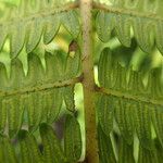 Thelypteris interrupta Folio