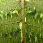 Thelypteris interrupta Leaf