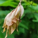 Carpinus cordata Fruto
