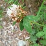 Trifolium ochroleucon फूल