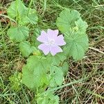 Malva alcea Blomst