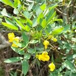 Senna corymbosa 葉