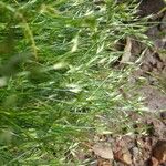 Juncus bufonius 整株植物