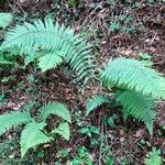 Dryopteris affinis整株植物