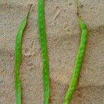 Prosopis juliflora Fruit