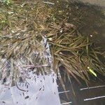 Vallisneria spiralis Libunga