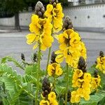 Senna didymobotryaBlüte