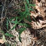 Hypericum linariifolium Leaf