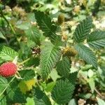 Rubus fraxinifolius Fruto