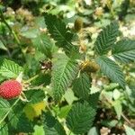 Rubus fraxinifolius Fruit