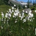 Eriophorum angustifolium 形态