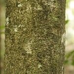 Licania parvifructa Cortiza