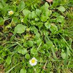 Bellis perennisVirág