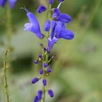 Salvia cacaliifolia Кветка