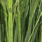 Panicum virgatum Hoja