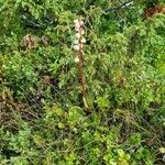 Pyrola minor Flower