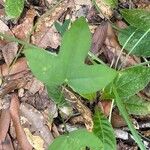 Passiflora pallida List