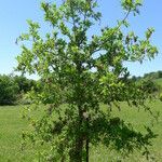Quercus austrina Хабит