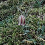 Fritillaria hispanica