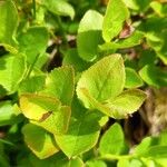 Vaccinium myrtillus List