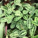 Maranta cristata Hoja