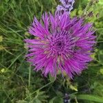 Centaurea nervosa 花